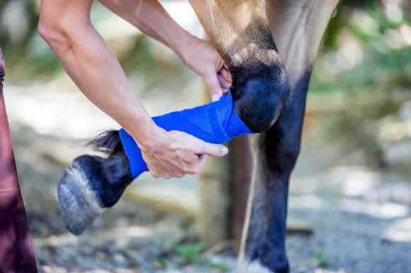 tại sao,lý do tại sao, ngựa bị thương, ngựa gãy chân, ái chết thường là lựa chọn duy nhất khi con ngựa bị gãy chân, ngựa bị gãy chân