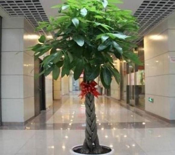 cây kim ngân, trồng cây kim ngân, cách chăm sóc cây kim ngân
