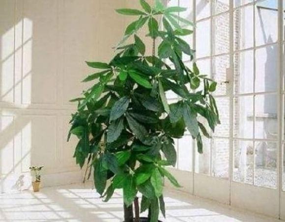 cây kim ngân, trồng cây kim ngân, cách chăm sóc cây kim ngân