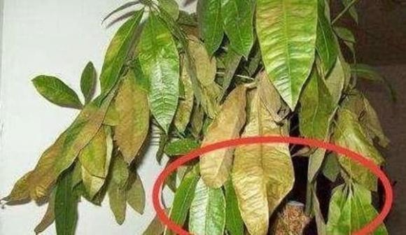 cây kim ngân, trồng cây kim ngân, cách chăm sóc cây kim ngân
