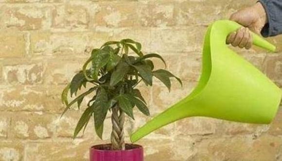 cây kim ngân, trồng cây kim ngân, cách chăm sóc cây kim ngân