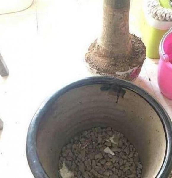 cây kim ngân, trồng cây kim ngân, cách chăm sóc cây kim ngân