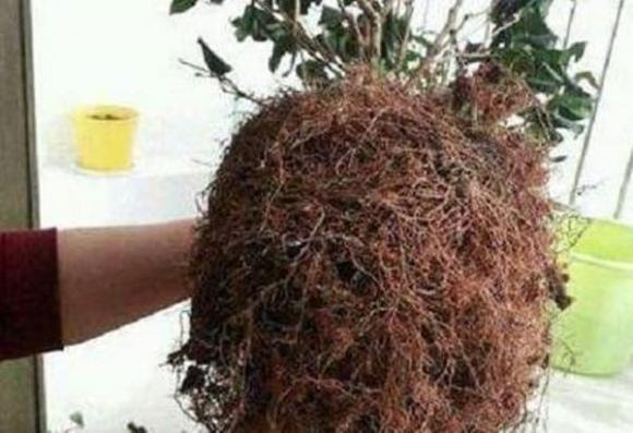 cây kim ngân, trồng cây kim ngân, cách chăm sóc cây kim ngân
