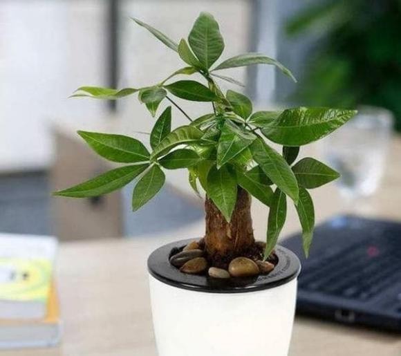 cây kim ngân, trồng cây kim ngân, cách chăm sóc cây kim ngân