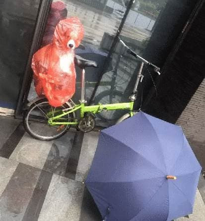 chú chó, con chó, vật nuôi, che chắn