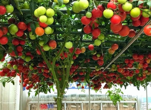 trồng cà chua, chăm sóc cà chua, kinh nghiệm trồng cà chua