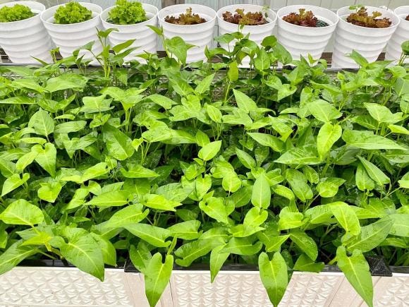 trồng cà chua, chăm sóc cà chua, kinh nghiệm trồng cà chua
