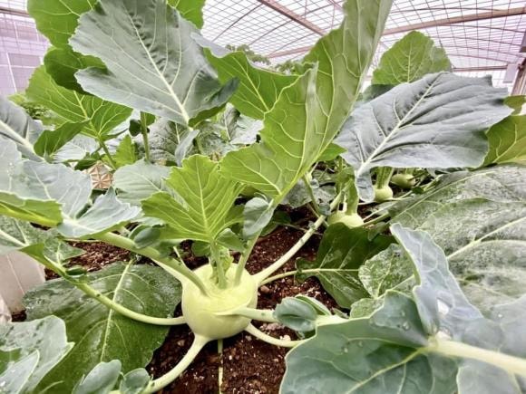 trồng cà chua, chăm sóc cà chua, kinh nghiệm trồng cà chua