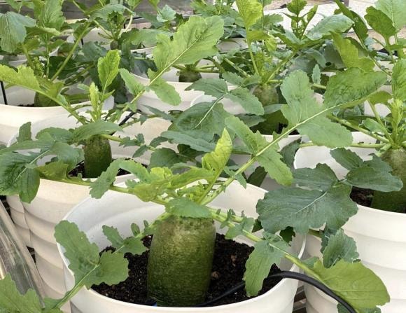 trồng cà chua, chăm sóc cà chua, kinh nghiệm trồng cà chua
