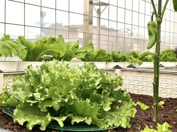 trồng cà chua, chăm sóc cà chua, kinh nghiệm trồng cà chua