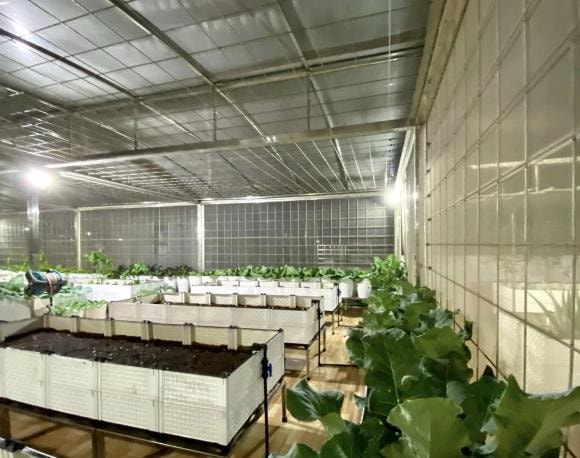 trồng cà chua, chăm sóc cà chua, kinh nghiệm trồng cà chua