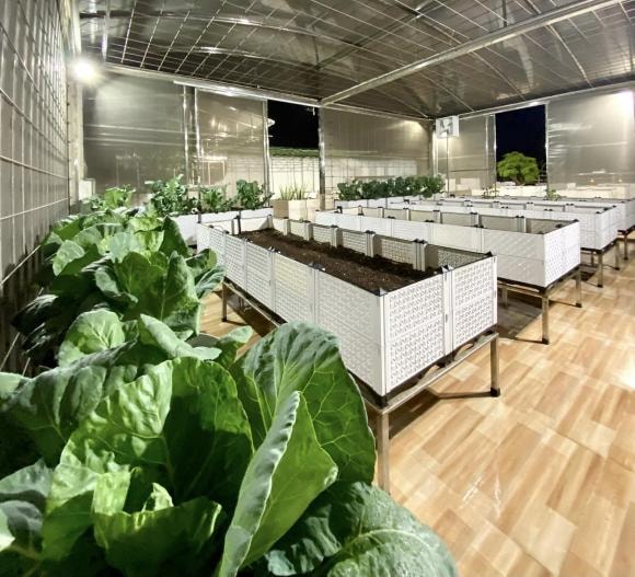 trồng cà chua, chăm sóc cà chua, kinh nghiệm trồng cà chua
