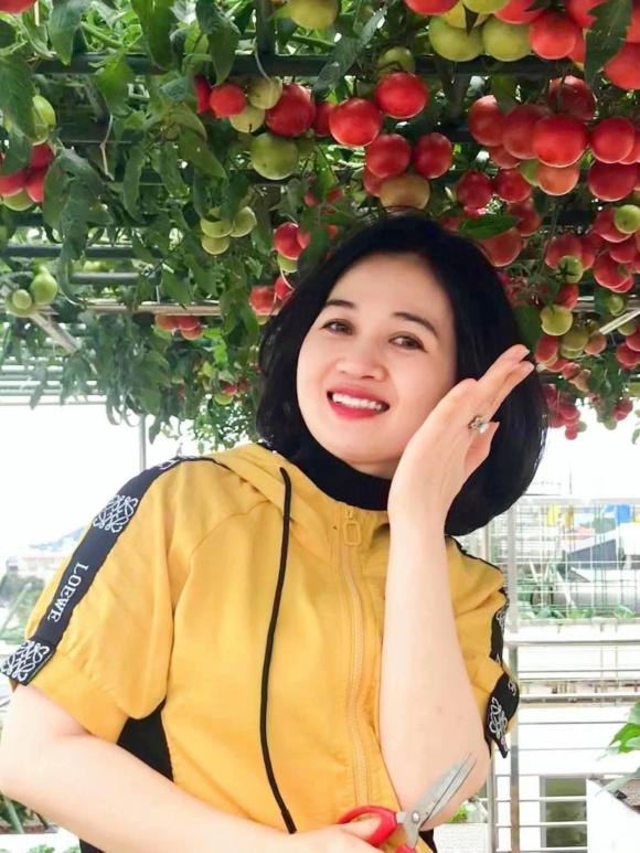 trồng cà chua, chăm sóc cà chua, kinh nghiệm trồng cà chua