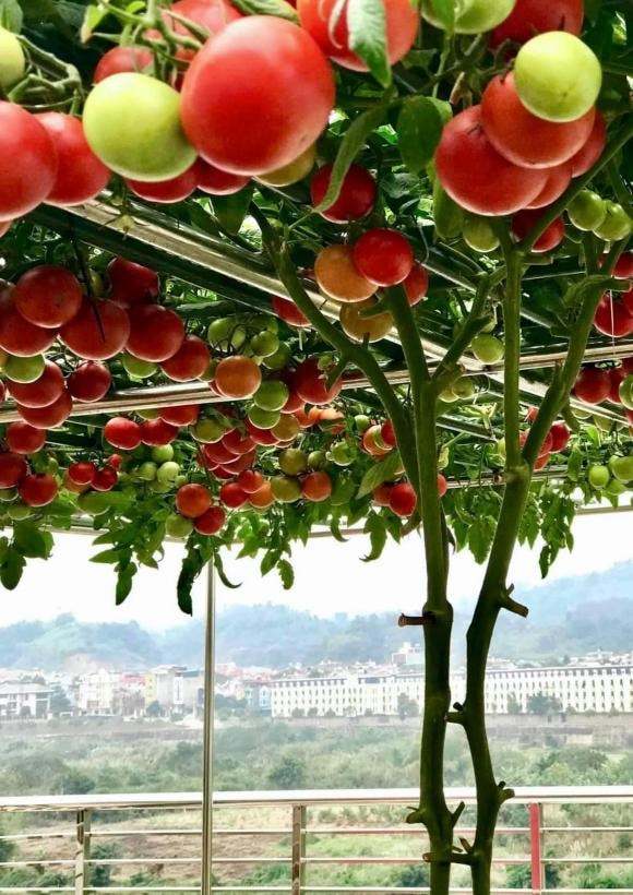 trồng cà chua, chăm sóc cà chua, kinh nghiệm trồng cà chua