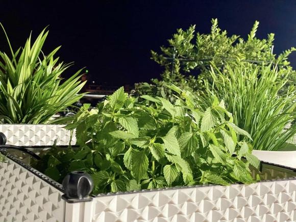 trồng cà chua, chăm sóc cà chua, kinh nghiệm trồng cà chua