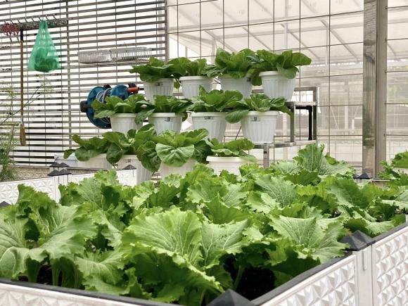 trồng cà chua, chăm sóc cà chua, kinh nghiệm trồng cà chua