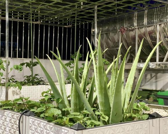 trồng cà chua, chăm sóc cà chua, kinh nghiệm trồng cà chua