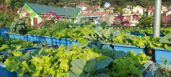 rau sach, vườn rau sạch, trồng rau trên sân thượng