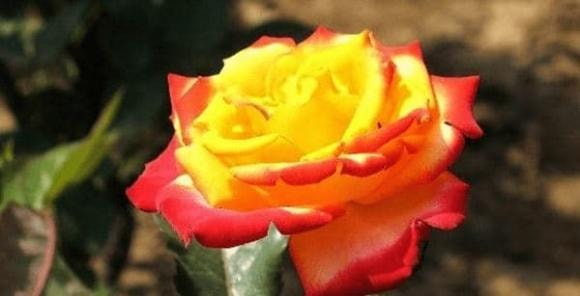phụ nữ yêu, tình yêu, kết hôn 