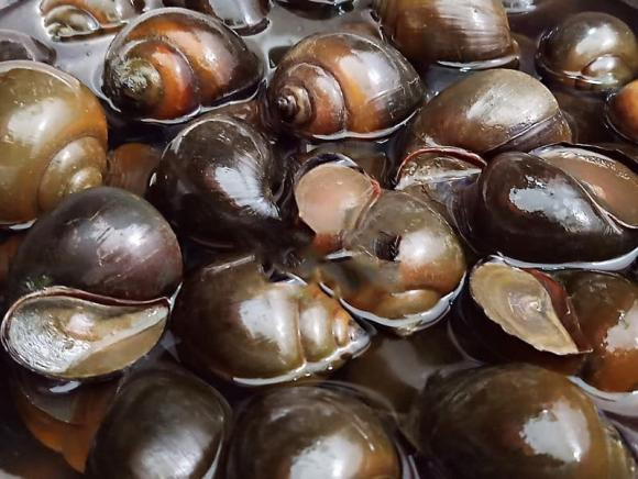 nem ốc lá lốt, nem rán, món ngon từ ốc