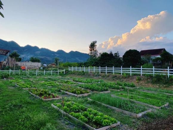 nhà ở Mộc Châu, Mộc Châu, vườn rau sạch