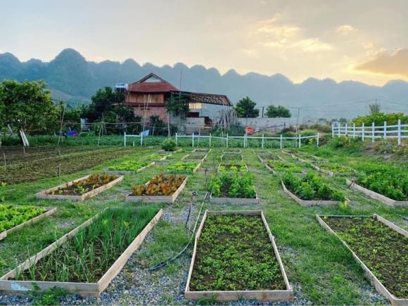 nhà ở Mộc Châu, Mộc Châu, vườn rau sạch