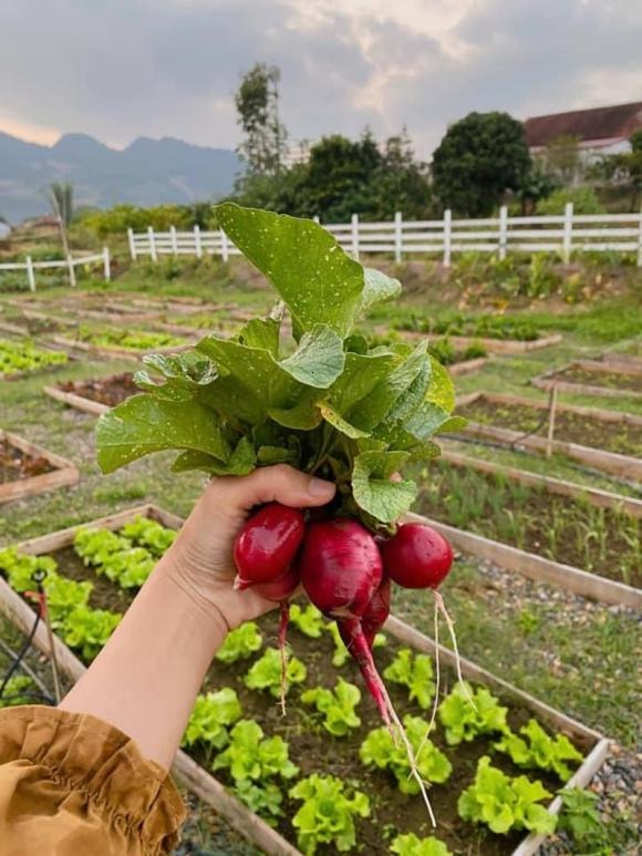 nhà ở Mộc Châu, Mộc Châu, vườn rau sạch