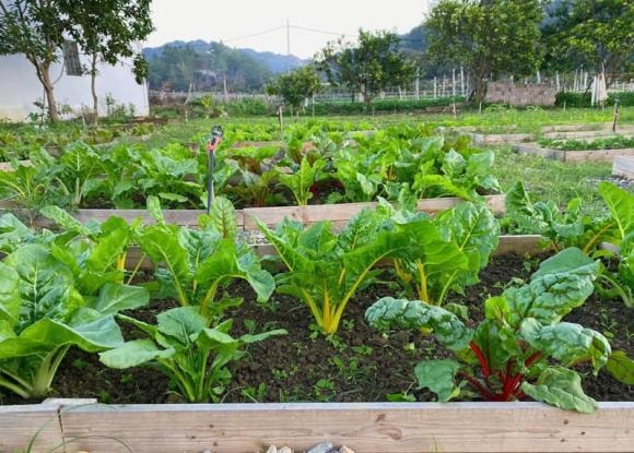 nhà ở Mộc Châu, Mộc Châu, vườn rau sạch