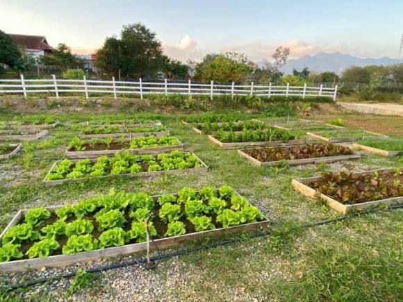 nhà ở Mộc Châu, Mộc Châu, vườn rau sạch