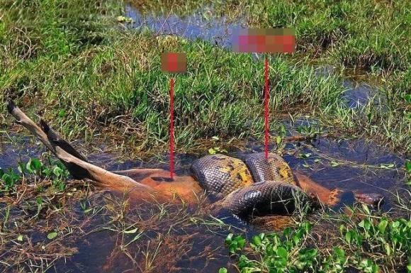 trăn miến điện, trăn đá, cá sấu, trăn khổng lồ