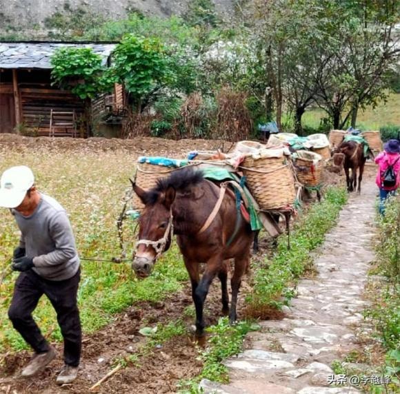 thịt ngựa, ngựa, ăn thịt ngựa