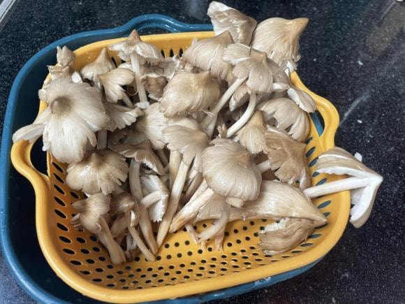 xôi nấm mối, công thức xôi nấm, món xôi ngon