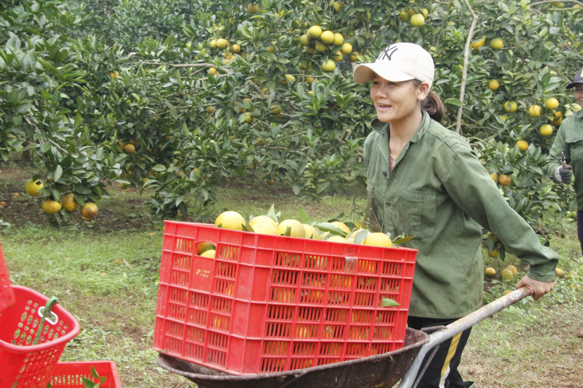 vung-cam-que-lua-tat-bat-phuc-vu-tet-1.jpg