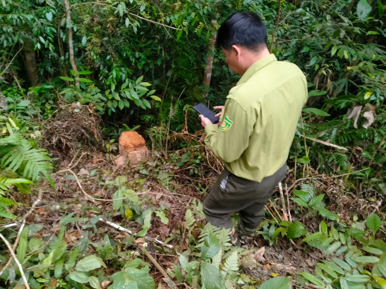 Kiểm tra, xử lý vụ phá rừng ở Lang Chánh