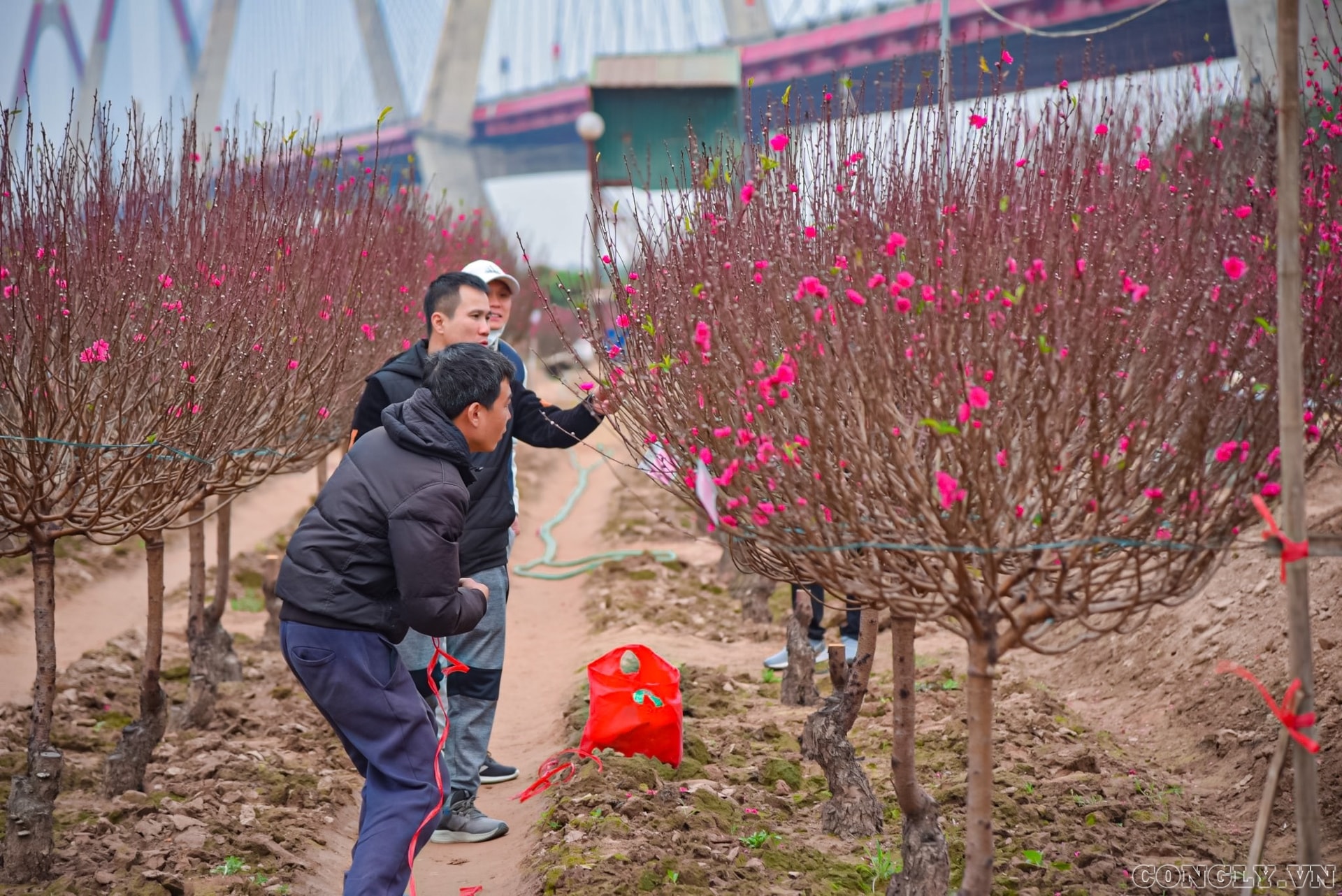 Làng đào Nhật Tân tất bật những ngày cận Tết