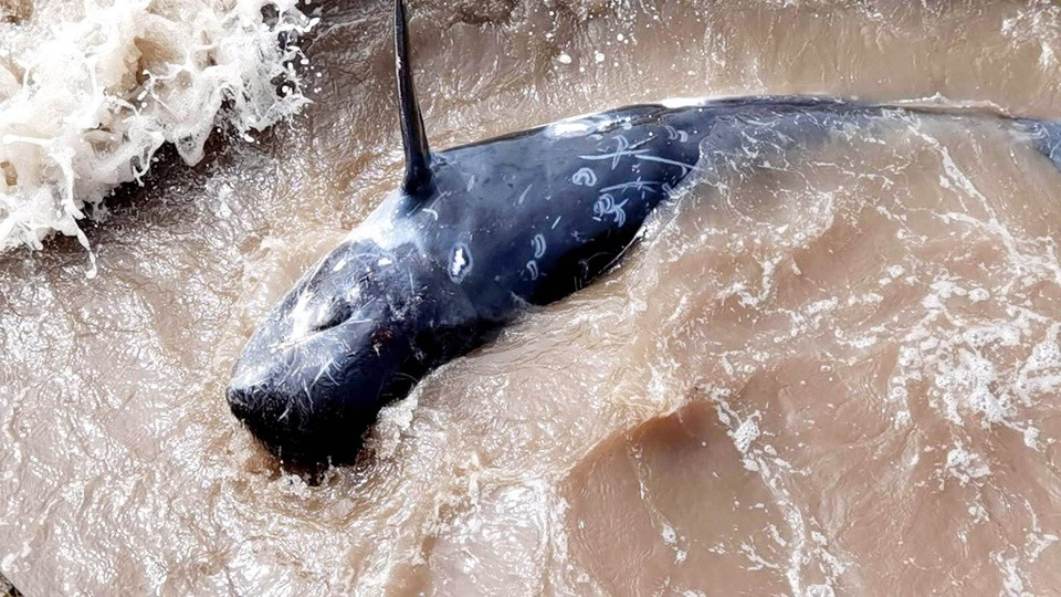 Giải cứu cá heo nặng 200kg mắc cạn tại bờ biển Ninh Bình