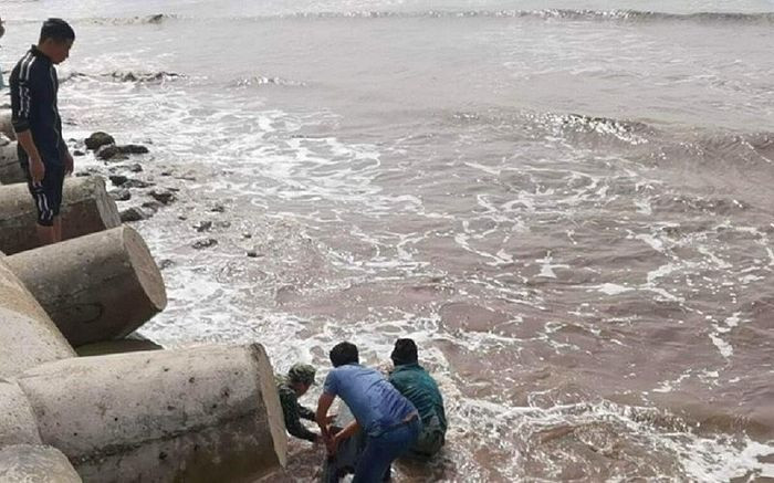 Giải cứu cá heo nặng 200kg mắc cạn tại bờ biển Ninh Bình