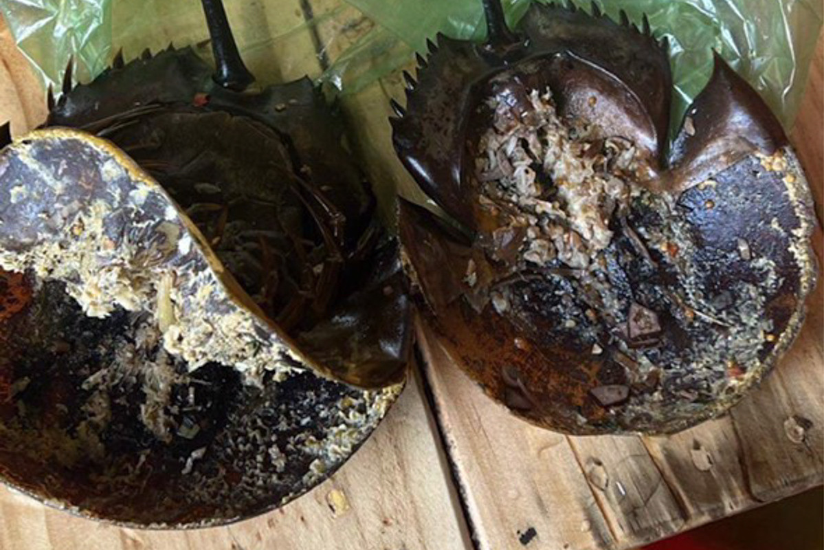 Khánh Hòa: 3 người ngộ độc nghi ăn nhầm so biển