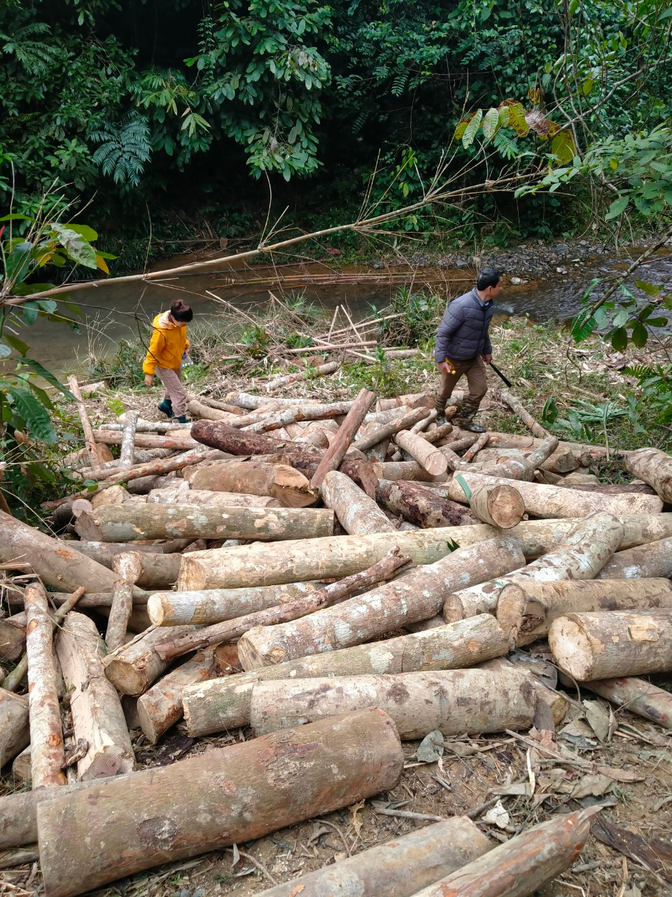 Báo cáo vụ phá rừng ở huyện Lang Chánh