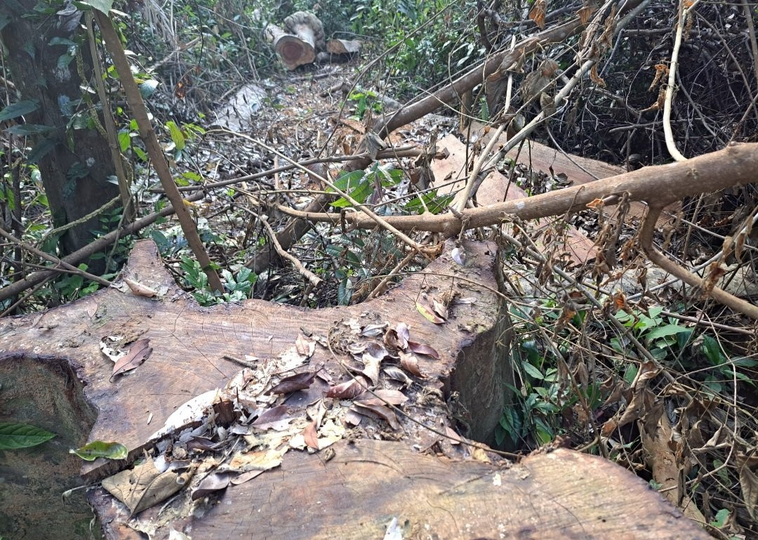 UBND tỉnh Gia Lai chỉ đạo vụ phá rừng ở huyện Kbang