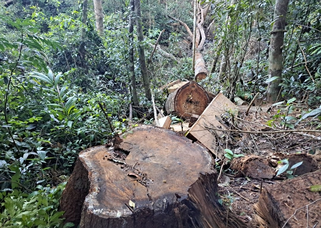 UBND tỉnh Gia Lai chỉ đạo vụ phá rừng ở huyện Kbang