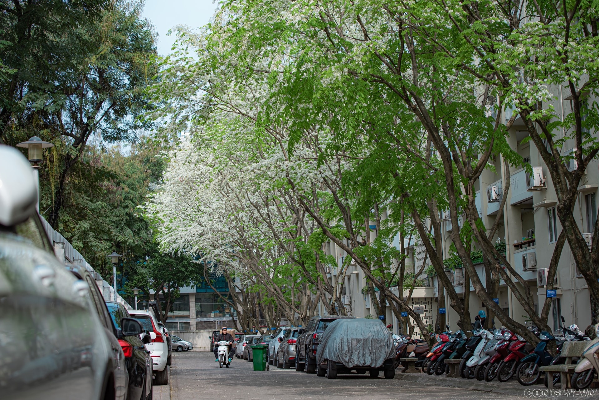 Hoa sưa nở sớm, khoe sắc trắng tinh khôi giữa lòng Thủ đô