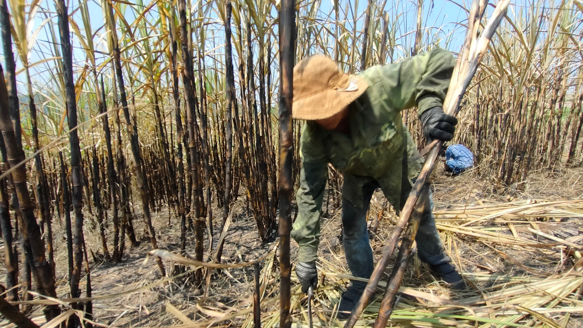  Người dân trồng mía ở Gia Lai khóc ròng vì bị cháy