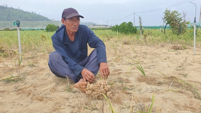 “Vương quốc tỏi” mất mùa, nông dân Lý Sơn điêu đứng