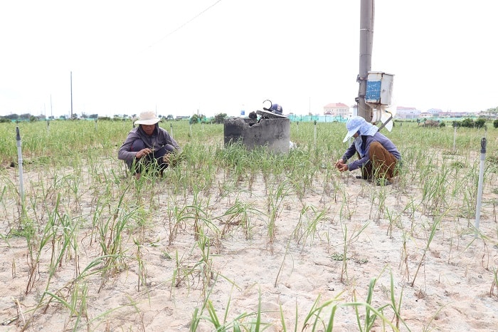 “Vương quốc tỏi” mất mùa, nông dân Lý Sơn điêu đứng