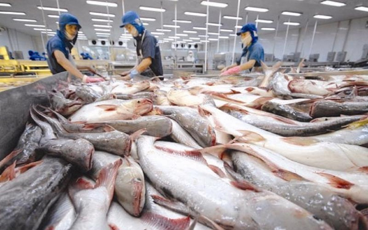 Xuất khẩu cá tra giảm mạnh