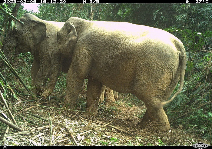Phát hiện hai cá thể voi rừng trưởng thành tại Hà Tĩnh
