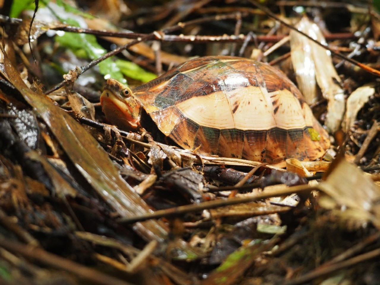 Cứu hộ và nuôi dưỡng các loài rùa tại Khu Bảo tồn thiên nhiên Xuân Liên