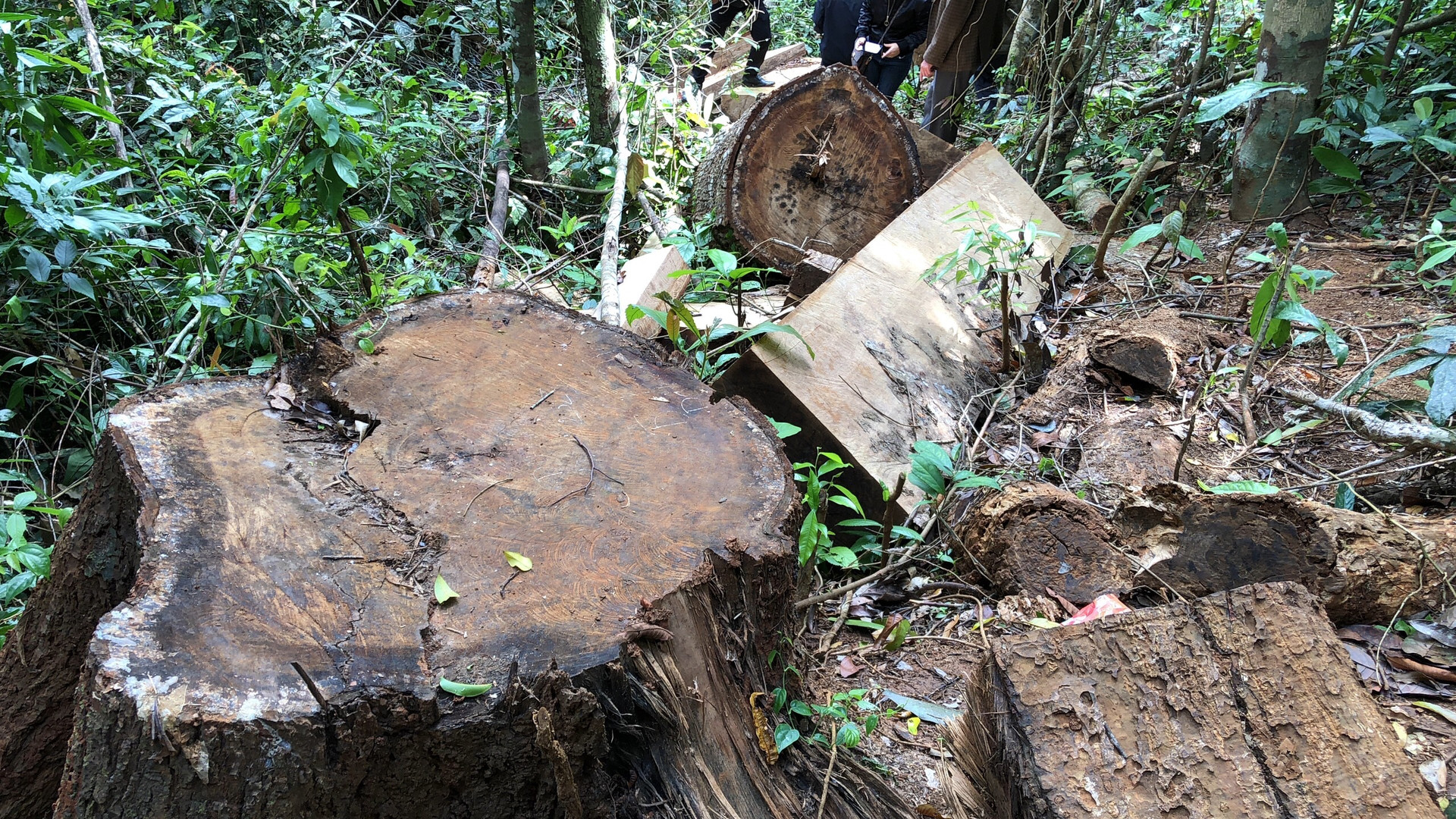 Khởi tố vụ 16 cây rừng bị cưa hạ tại huyện Kbang