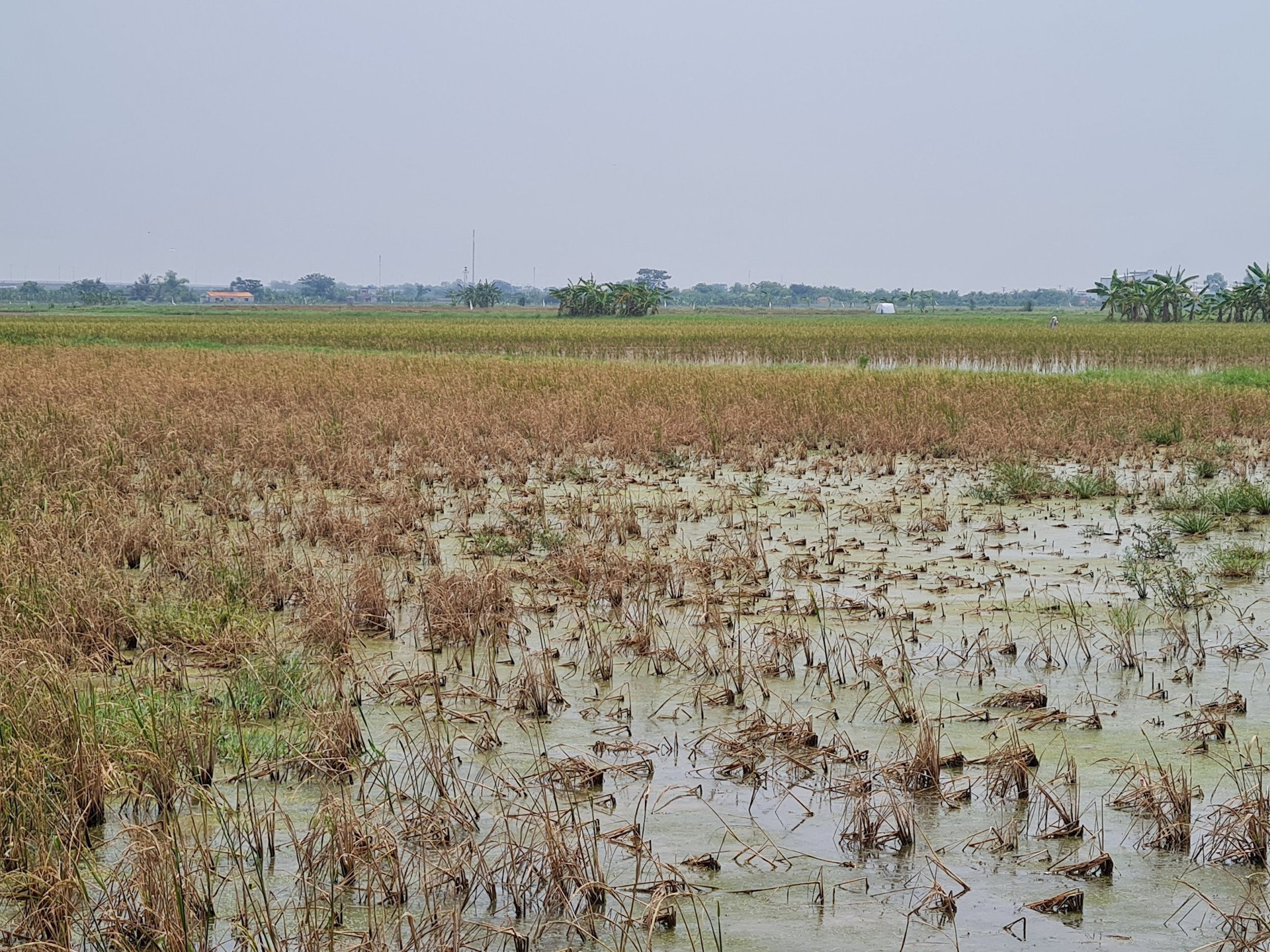 Hơn 170ha ruộng lúa có hiện tượng chết héo hàng loạt.